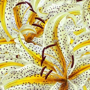 Botanic valokuvatapetti