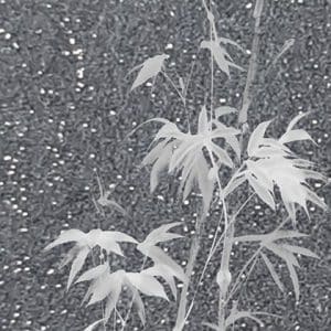 Crush Motion Bamboo shimmer tummansininen yksipaneelinen valokuvatapetti