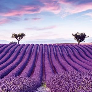 Pompöös Provence Lavender violetti valokuvatapetti 35643