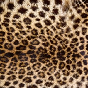Dimex 0184 Leopard Skin valokuvatapetti