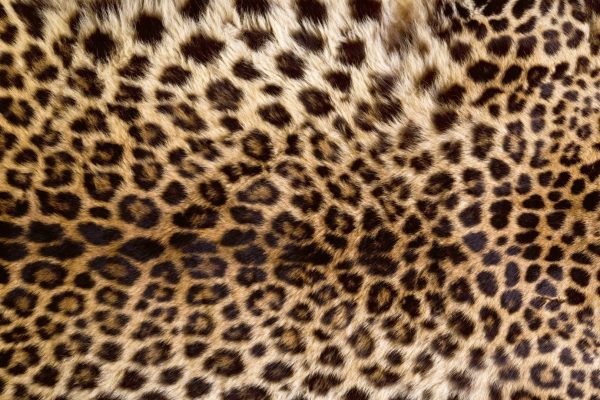 Dimex 0184 Leopard Skin valokuvatapetti