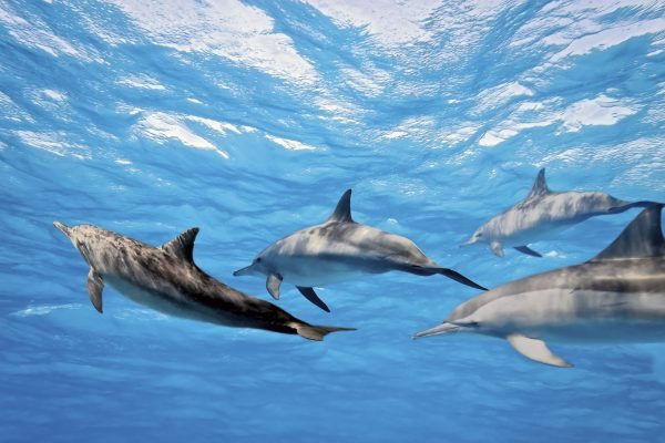 Dimex 0218 Dolphins valokuvatapetti