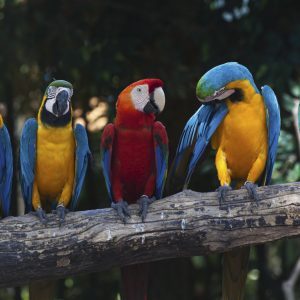 Dimex 0223 Colorful Macaw valokuvatapetti