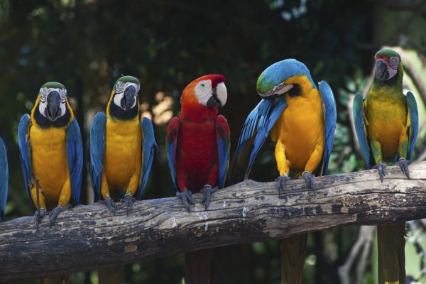 Dimex 0223 Colorful Macaw valokuvatapetti