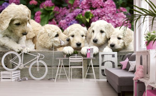 Dimex 0224 Labrador Puppies valokuvatapetti
