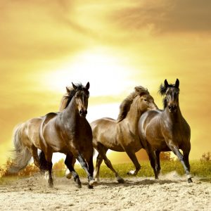 Dimex 0227 Horses in Sunset valokuvatapetti