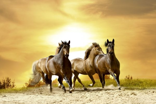 Dimex 0227 Horses in Sunset valokuvatapetti